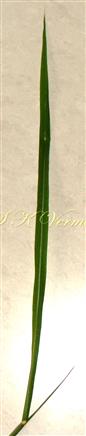  Leaf